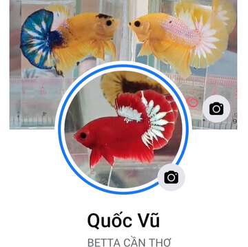 Quốc Vũ