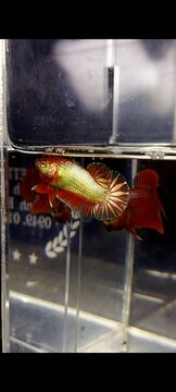 bid test koi red neon copper