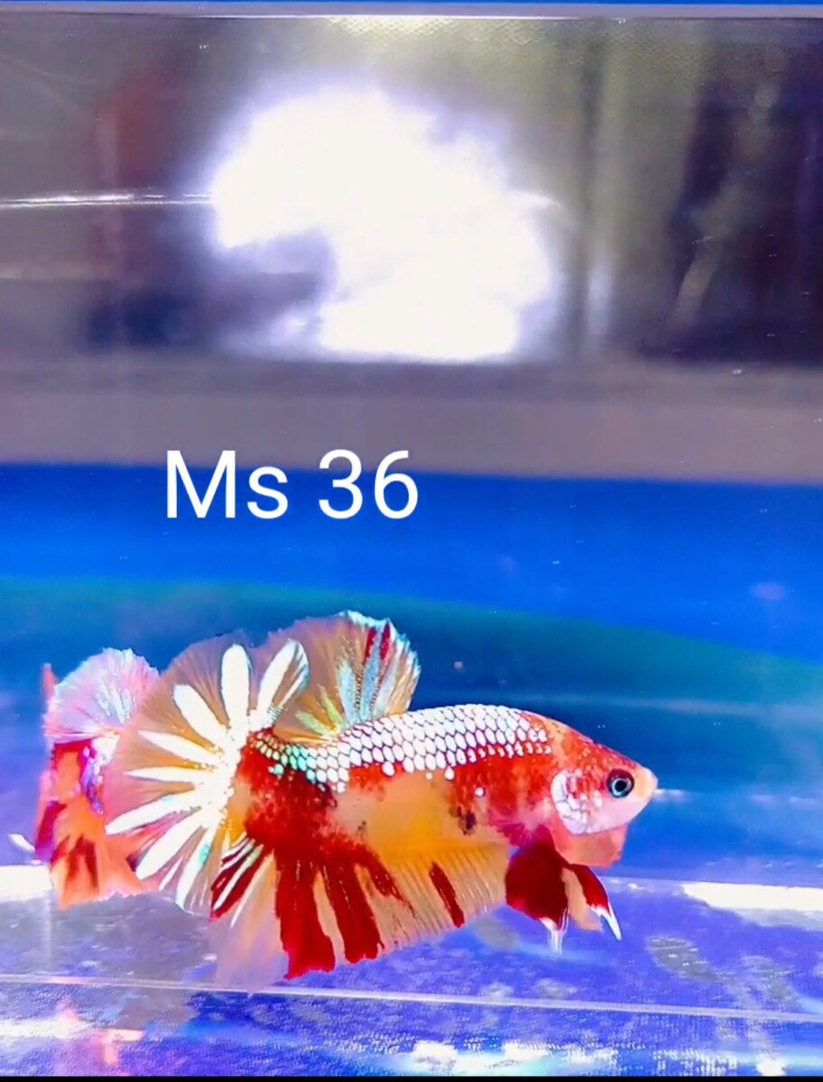 Nemo có star đuôi đẹp