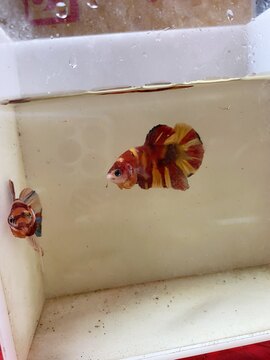 Betta nemo nền vàng