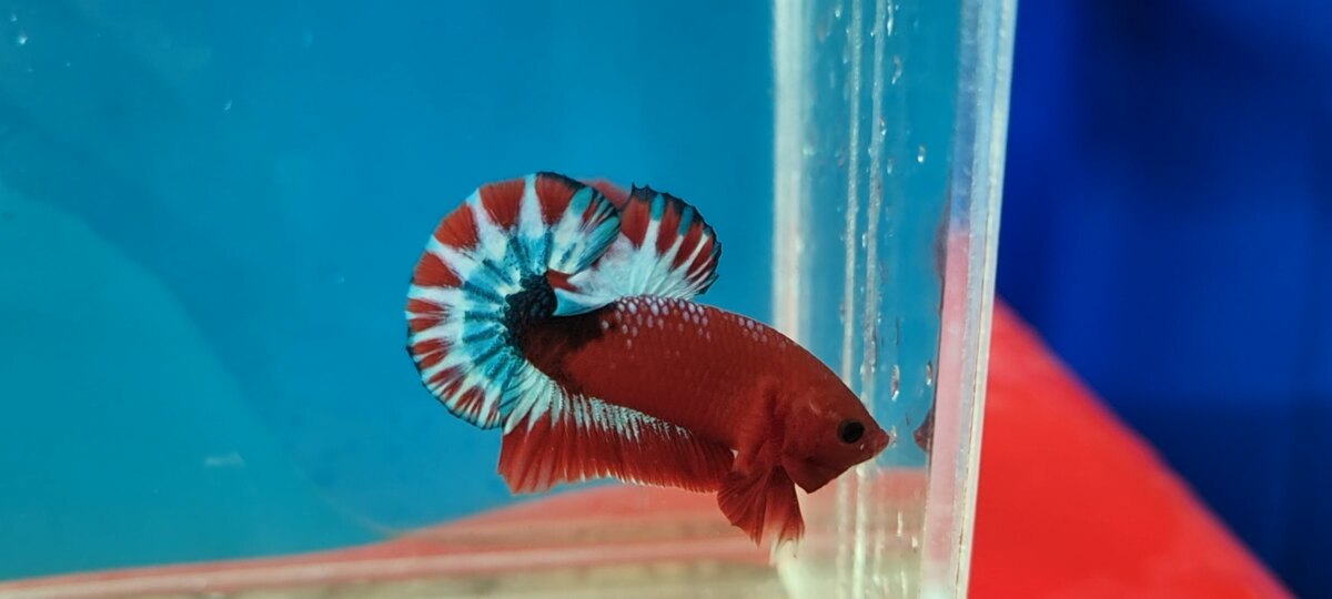 Male Red Fancy