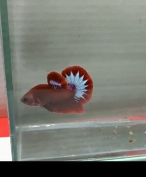 Betta red fancy