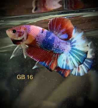 Betta Nemo Giá Rẻ