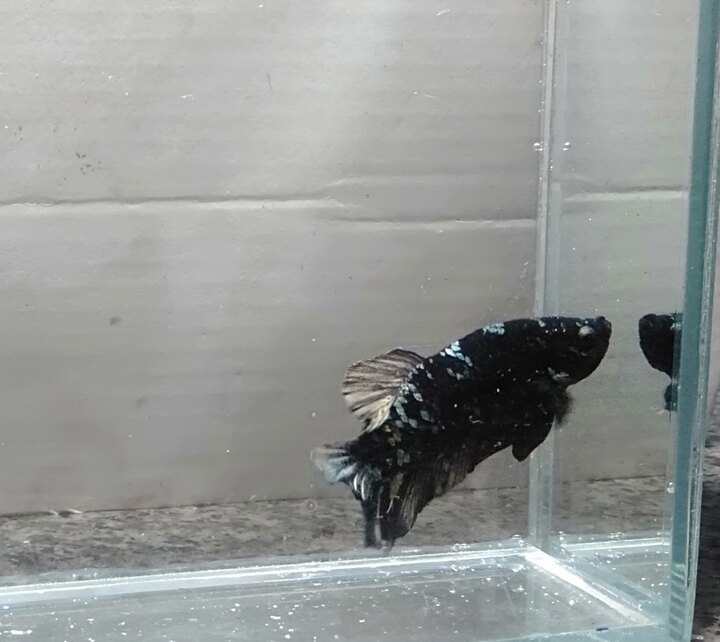 Betta black copper