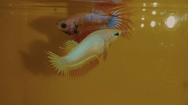 Pair Under Baby Crown Tail The Champion