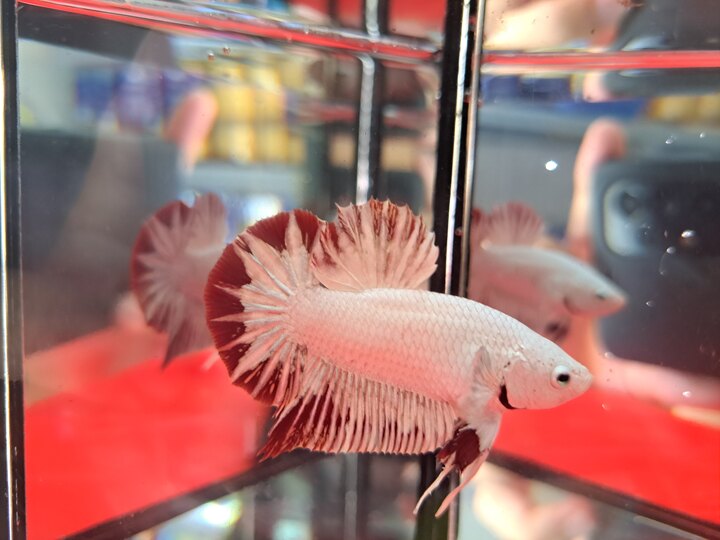 Betta Rồng Tuyết