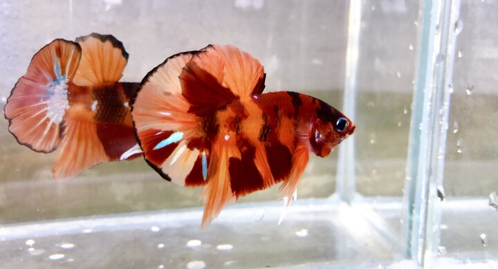 Đấu giá Betta Koi Nemo