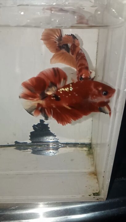 Koi red copper