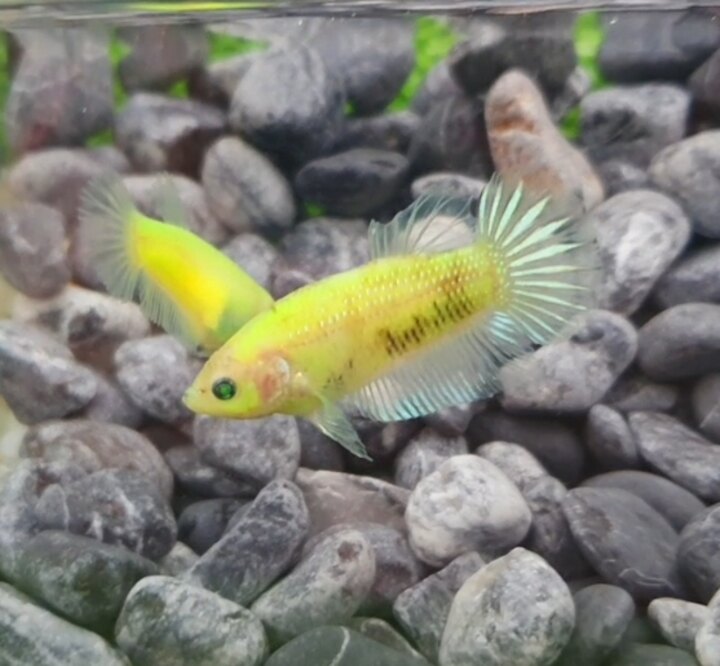 1 Cặp Betta dạ quang ( Neon)