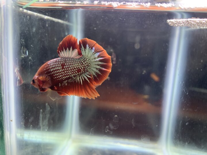 C betta red fancy