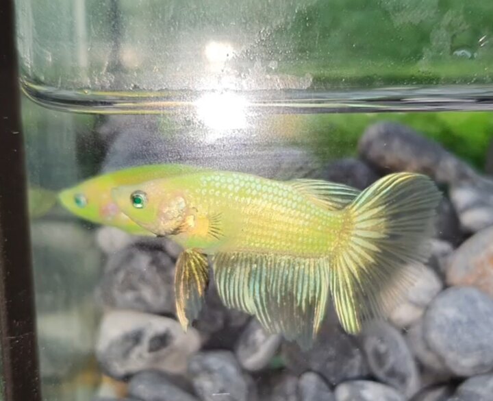 1 CẶP BETTA DẠ QUANG ( NEON HALFMOON)