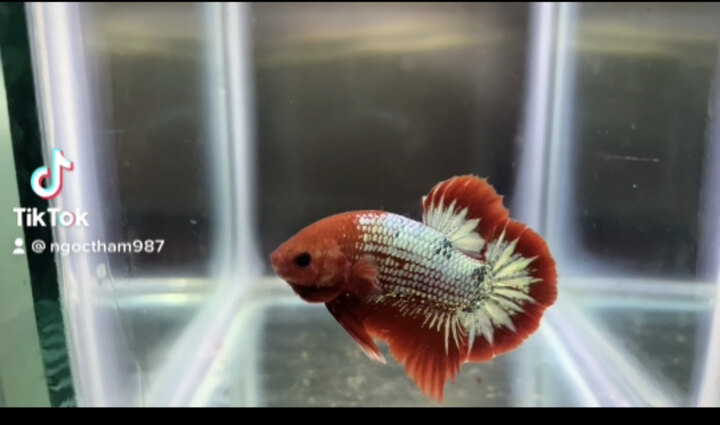 Betta red fancy