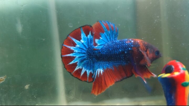 1 trống red fccp