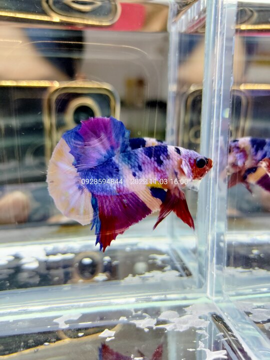 Tuấn Betta