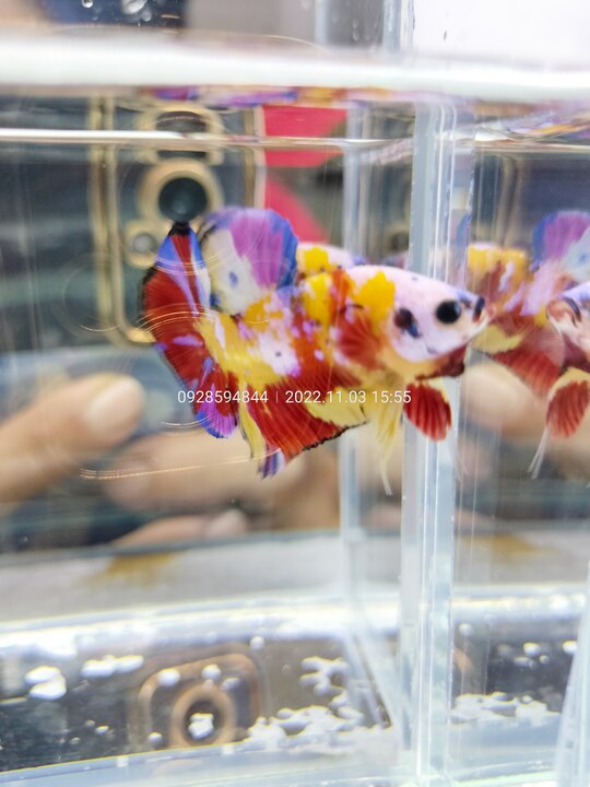 Tuấn Betta Bình Thạnh