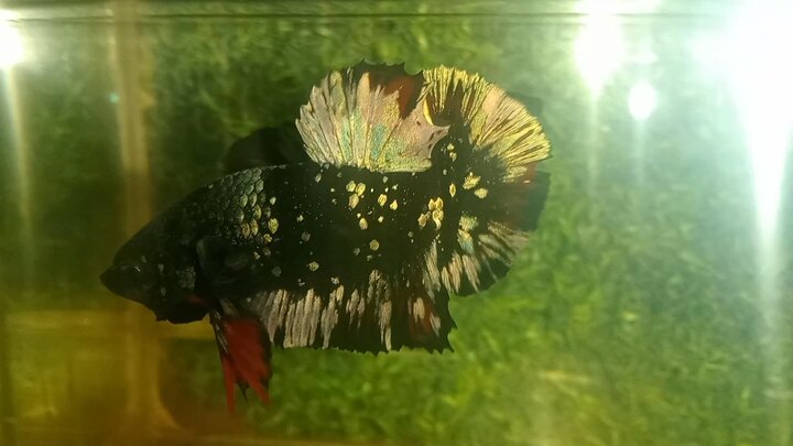 MALE BLACK CP NEBULA GOLD