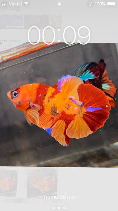 Betta nemo