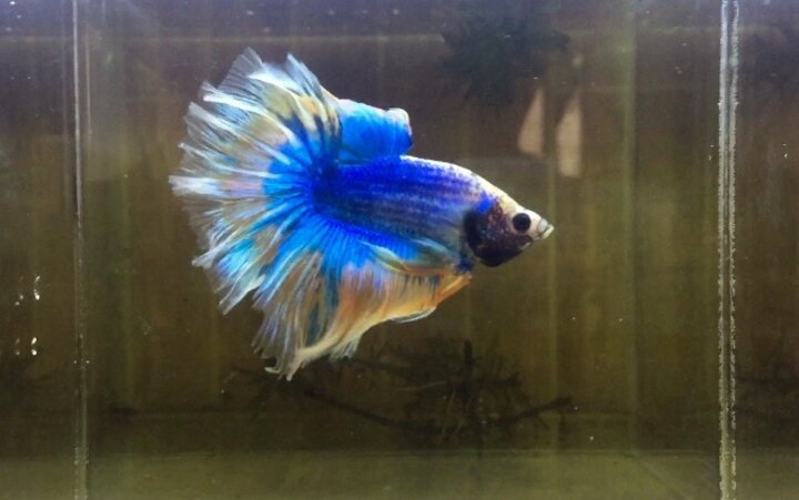 Betta halfmoon