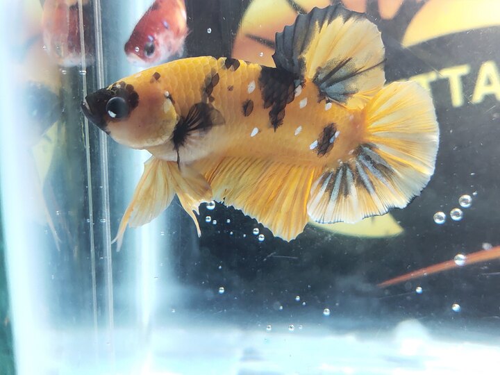 Koi yellow