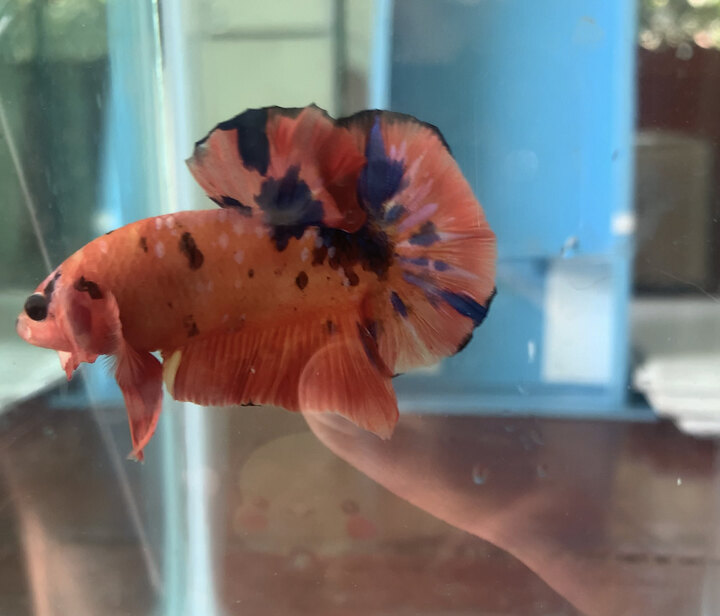 Betta koi nemo