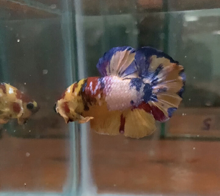 Betta koi nemo