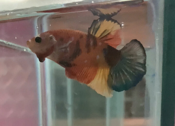 Betta koi nemo