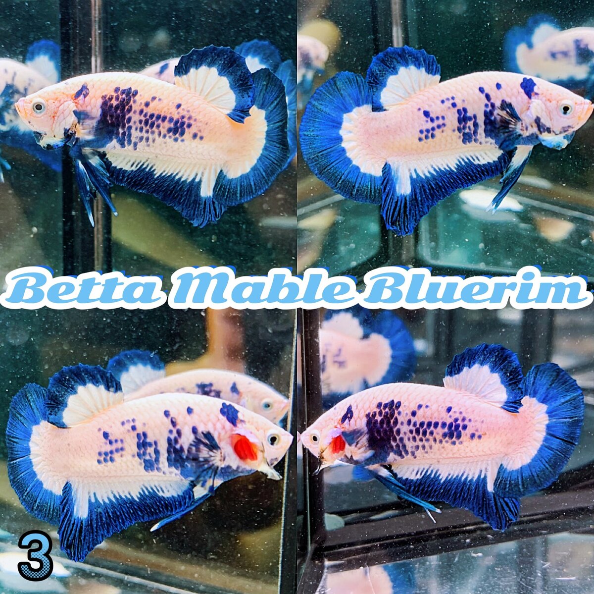 Betta Mable Bluerim ( Liên hệ 0906712348)