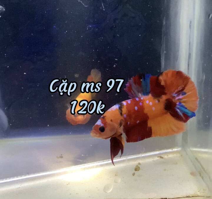 Cặp koi nemo