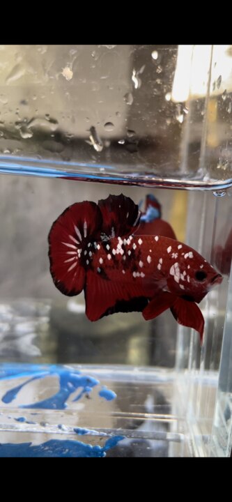 1 trống koi red copper