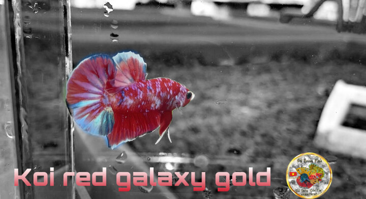 Koi red galaxy gold