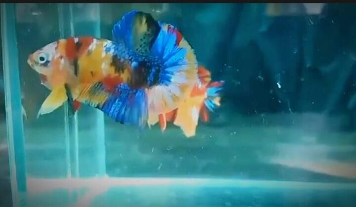 Koi nemo mutilcolor star tail ⭐⭐⭐