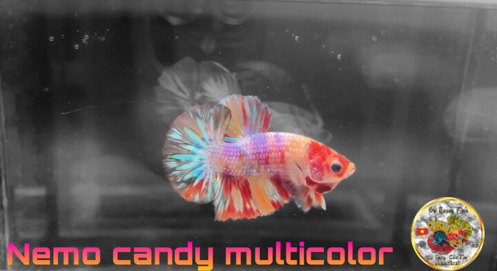 Nemo candy multicolor