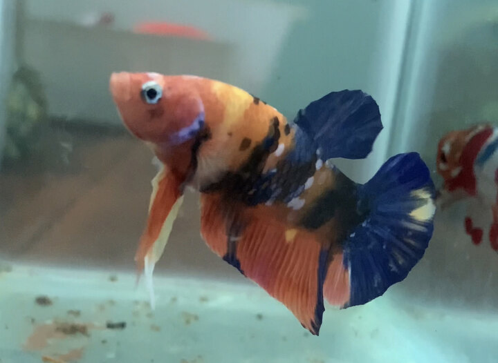 Betta koi nemo