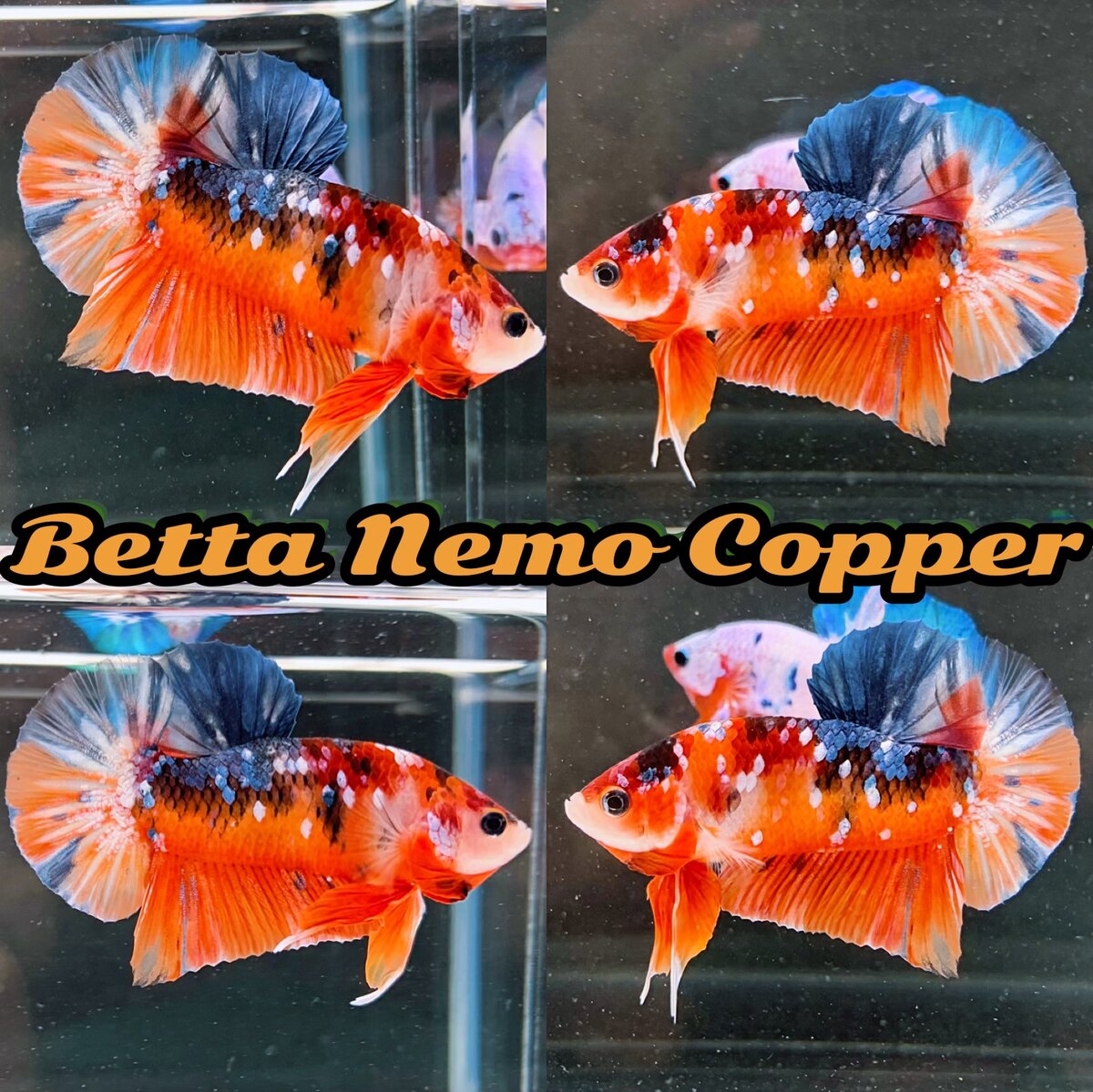 Betta Nemo