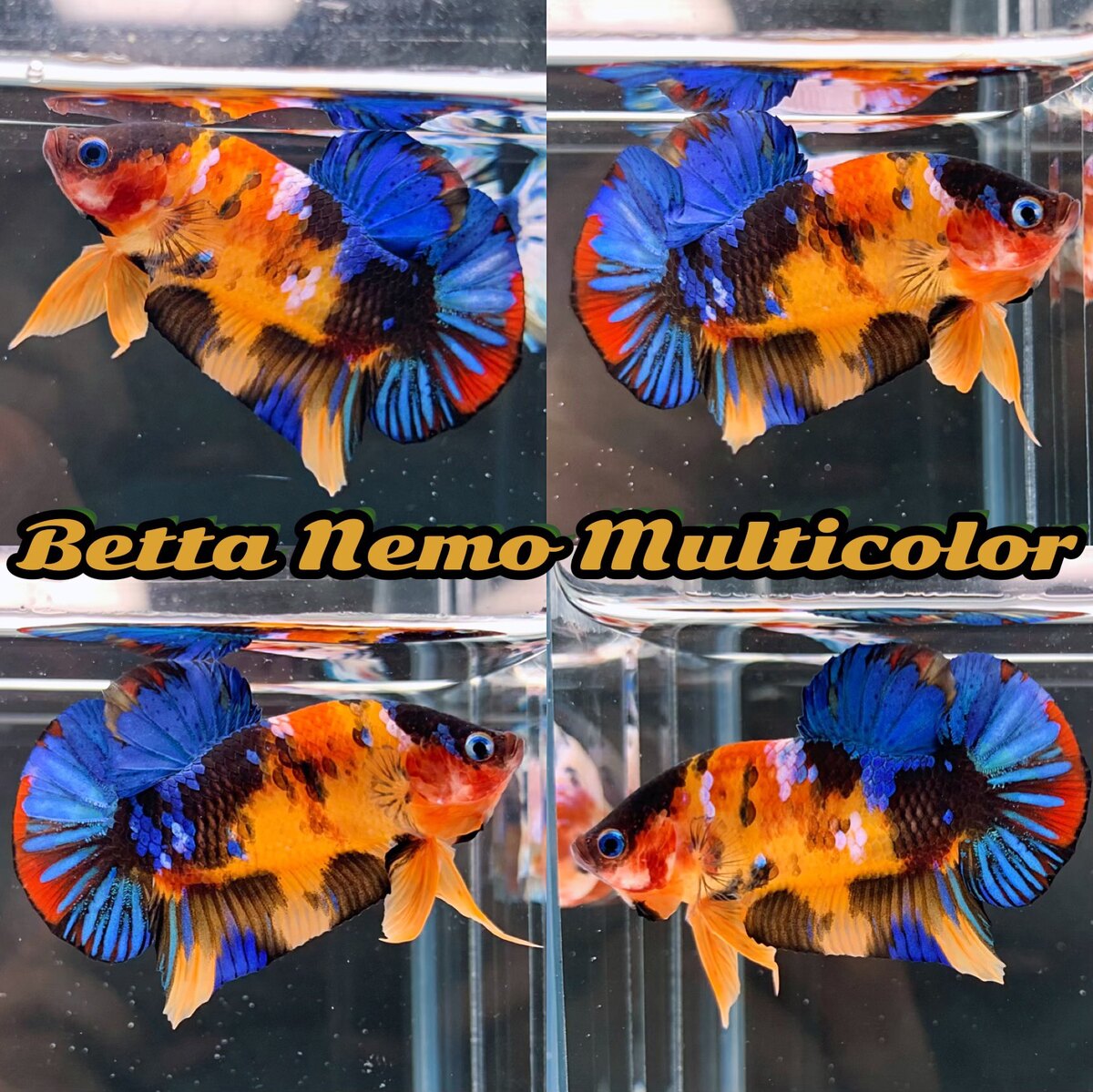 Betta Nemo