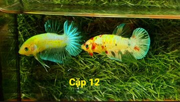 2 trống Koi Neon + Neon Size Trunh, Form Đẹp