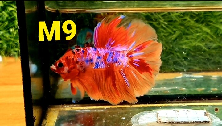 Trống Koi HM Nemo Full Màu Đuôi Đẹp, Màu Gắt