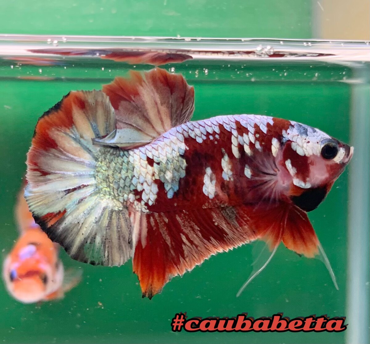 Betta Red Copper Cậu BA