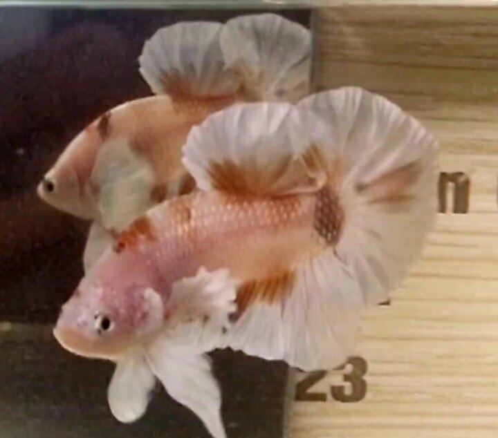 Dumbo koi