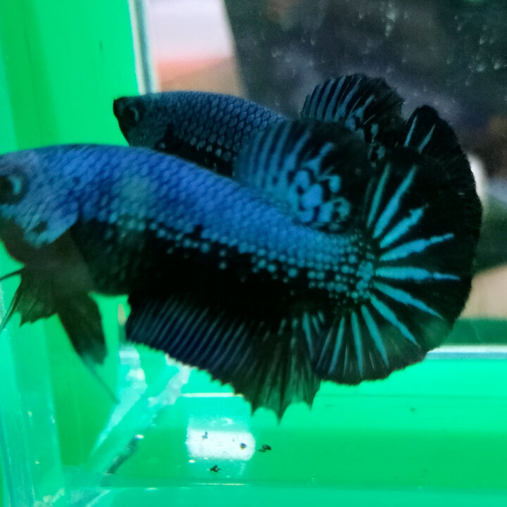 Tuấn BETTA SG Bình Thạnh