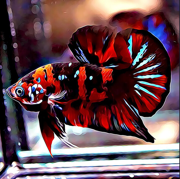 Betta Seller