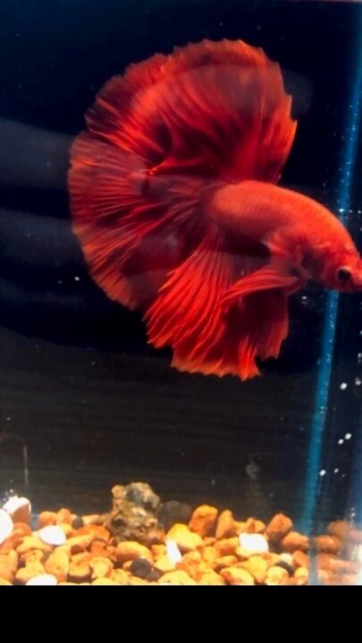 betta halfmoon red