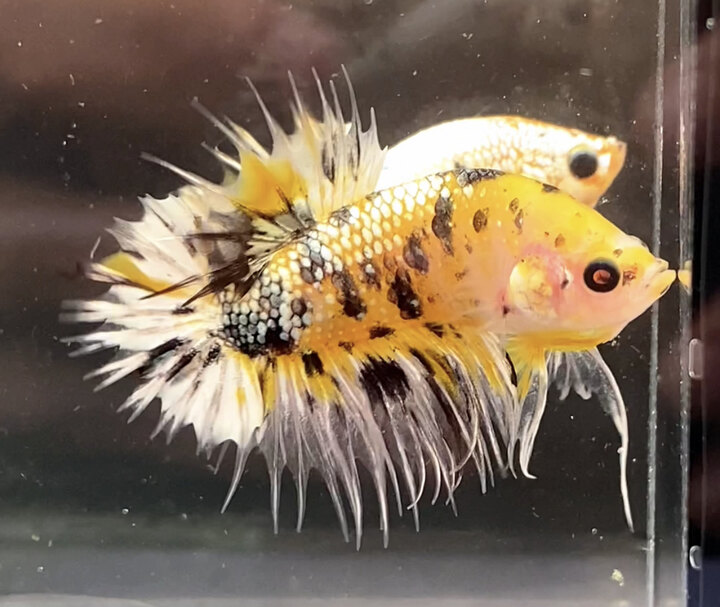 Yellow copper crowntail plakat