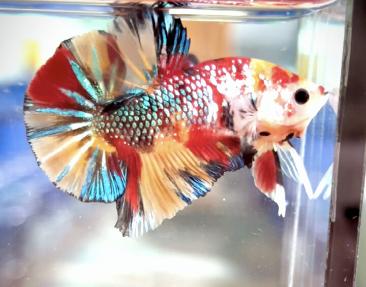 Koi multicolor metallic