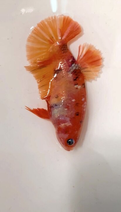 Female nemo copper