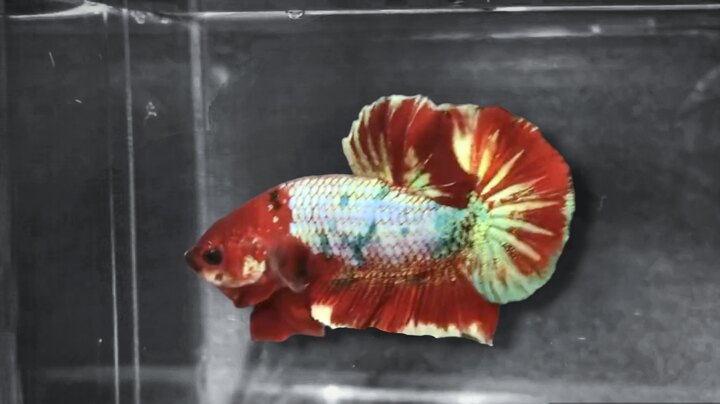 Koi red gold galaxy form đẹp