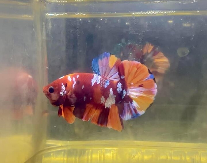 Koi Nemo Galaxy