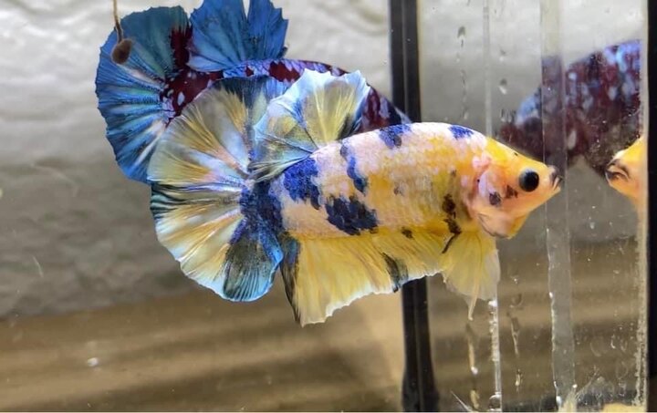 Koi Yellow Galaxy