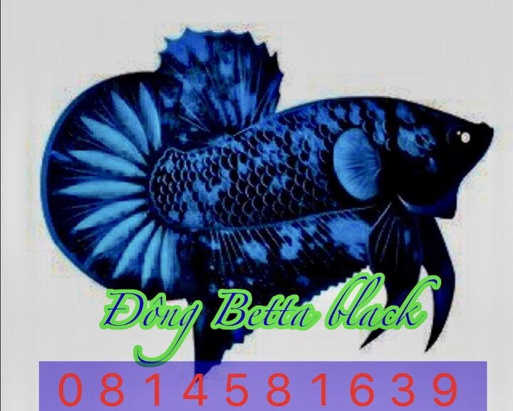 Đông betta black