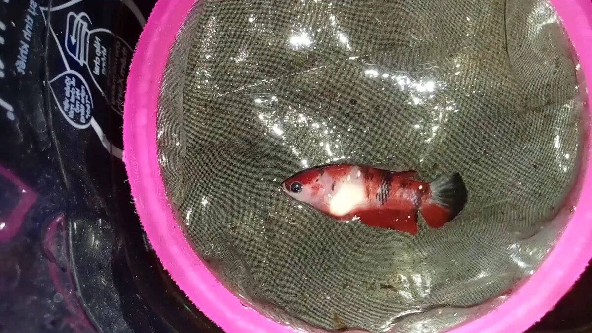 Female koi red copper